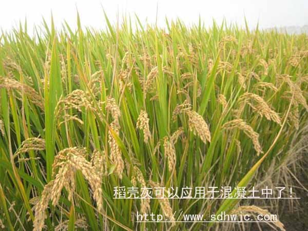 稻殼灰應用于混凝土中 稻殼灰應用于混凝土中